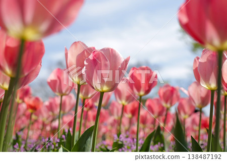 Beautiful tulip in flower garden 138487192