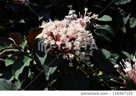 Starburst Bush Tropical Flower Bloom (Clerodendrum quadriloculare) 138487195