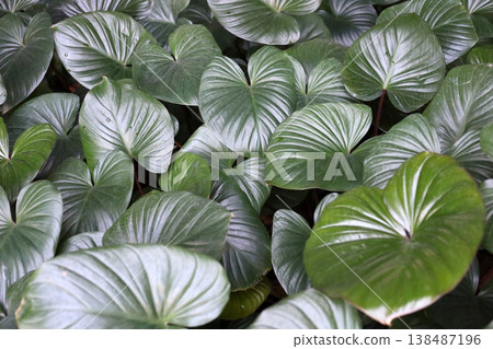 Homalomena, Large green heart-shaped leaves with red stems in the shade. 138487196