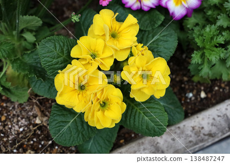 Beautiful primrose flowers blooming in the garden Beautiful primrose flowers blooming in the garden 138487247