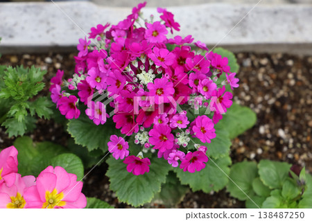 Beautiful primrose flowers blooming in the garden Beautiful primrose flowers blooming in the garden 138487250