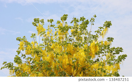 Cassia fistula or Golden Shower, Indian Laburnum Cassia fistula or Golden Shower, Indian Laburnum 138487251