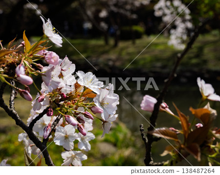 Koshioyama cherry blossoms: A close-up of spring cherry blossoms against the backdrop of a Japanese garden pond and fresh greenery. 138487264