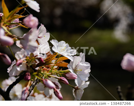 Koshioyama cherry blossoms: A close-up of the delicate petals and stamens of the cherry blossoms that bloom in spring. Koshioyama cherry blossoms: A close-up of the delicate petals and stamens of the cherry blossoms that bloom in spring. 138487266