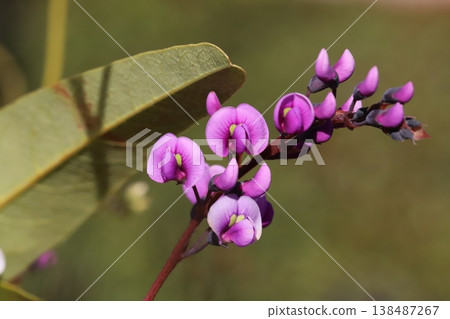 Pink Hardenbergia flowers blooming in the early spring garden 138487267
