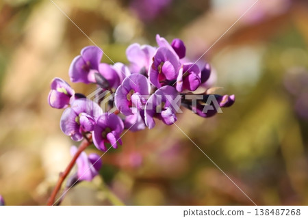 Pink Hardenbergia flowers blooming in the early spring garden Pink Hardenbergia flowers blooming in the early spring garden 138487268