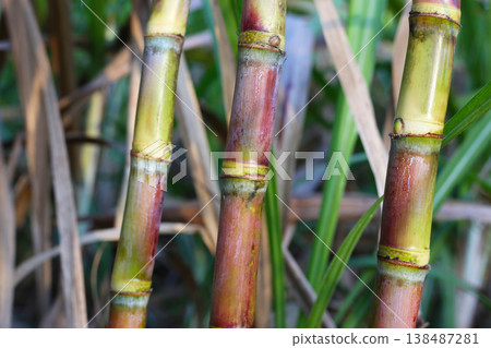 Sugarcane stalks growing in the field. Sugarcane stalks growing in the field. 138487281
