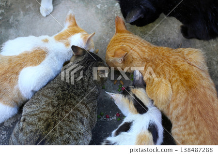Top view of many cats eating dry food together. Top view of many cats eating dry food together. 138487288