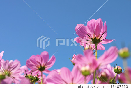 Pink cosmos flowers under a clear blue sky. Pink cosmos flowers under a clear blue sky. 138487310