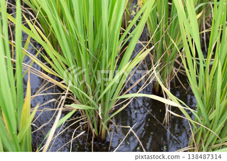 Young rice plants in a paddy field with water reflection. Young rice plants in a paddy field with water reflection. 138487314