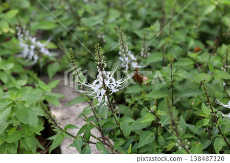 A cluster of blooming Cat's Whiskers herbal plants in a garden. A cluster of blooming Cat's Whiskers herbal plants in a garden. 138487320