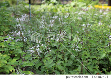 A cluster of blooming Cat's Whiskers herbal plants in a garden. A cluster of blooming Cat's Whiskers herbal plants in a garden. 138487321