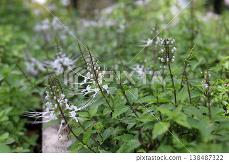 A cluster of blooming Cat's Whiskers herbal plants in a garden. A cluster of blooming Cat's Whiskers herbal plants in a garden. 138487322