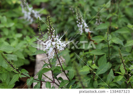A cluster of blooming Cat's Whiskers herbal plants in a garden. 138487323
