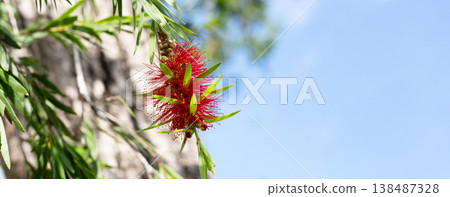 Red bottlebrush flower hanging from a green branch. 138487328