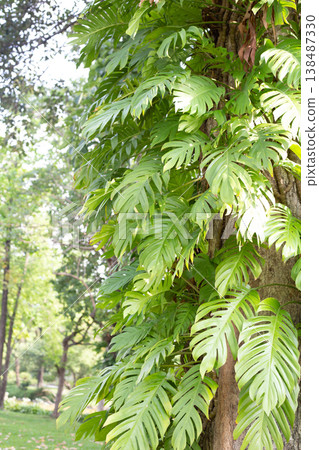 Epipremnum large green vine climbing a tree. 138487330