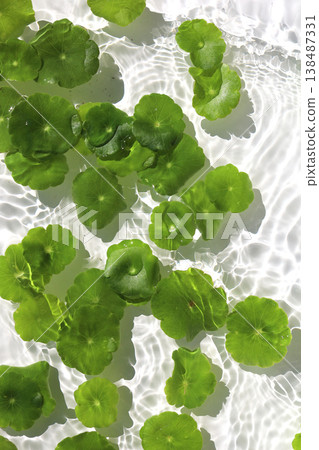 Green pennywort leaves floating on clear blue rippling water. 138487331