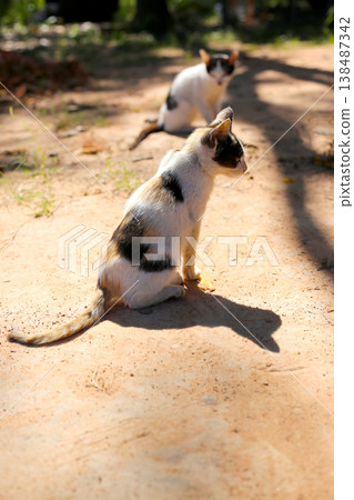 Two cats sitting on a dry dirt path outdoors. 138487342