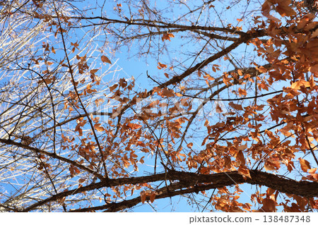 Dry brown leaves hanging on tree branches in the winter season. Dry brown leaves hanging on tree branches in the winter season. 138487348