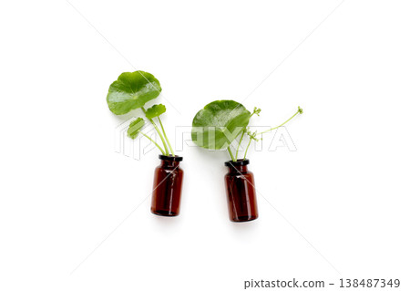 Fresh centella asiatica leaves with rain drop. Gotu kola herb plant 138487349