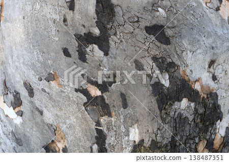 Peeling bark pattern on plane tree trunk Peeling bark pattern on plane tree trunk 138487351
