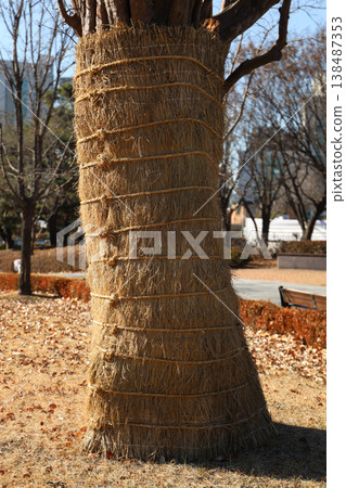 A wrapped tree trunk, a common winter practice in Korea to protect plants. 138487353