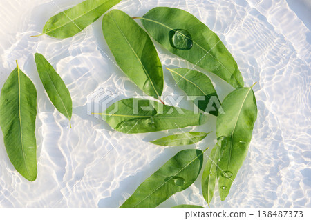 Fresh eucalyptus leaves floating in clear water with sunlight ripple patterns Fresh eucalyptus leaves floating in clear water with sunlight ripple patterns 138487373