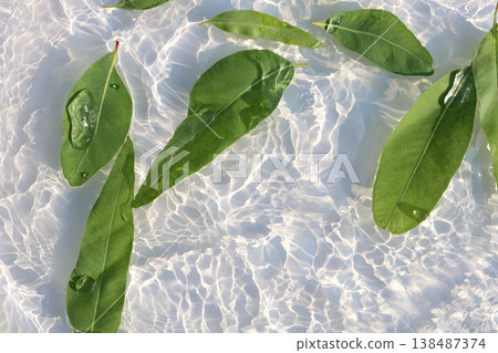 Fresh eucalyptus leaves floating in clear water with sunlight ripple patterns Fresh eucalyptus leaves floating in clear water with sunlight ripple patterns 138487374