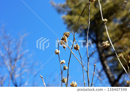 Dried seed pods on branches against blue sky background Dried seed pods on branches against blue sky background 138487399
