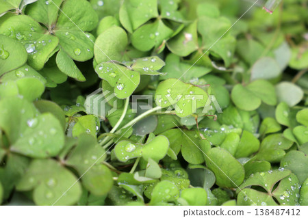 Wet shamrock plants with rain droplets. Wet shamrock plants with rain droplets. 138487412