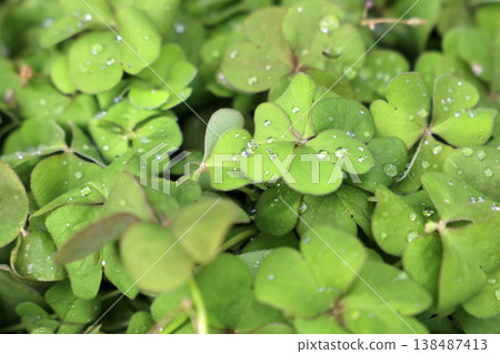 Wet shamrock plants with rain droplets. Wet shamrock plants with rain droplets. 138487413