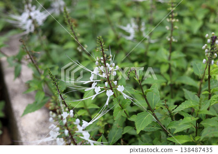A cluster of blooming Cat's Whiskers herbal plants in a garden. 138487435
