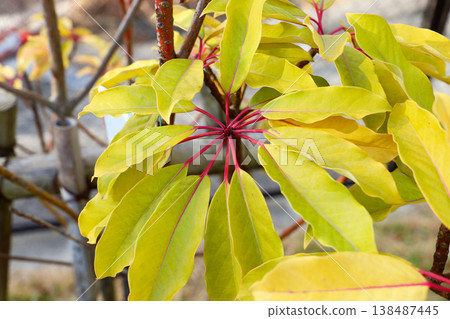 The Japanese Yuzuriha tree (Daphniphyllum macropodum) The Japanese Yuzuriha tree (Daphniphyllum macropodum) 138487445