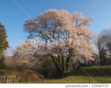 一棵櫻花樹-八形城遺址的宇治國櫻花樹,在黃昏時分盛開(2026年3月) 一棵櫻花樹-八形城遺址的宇治國櫻花樹,在黃昏時分盛開(2026年3月) 138487474
