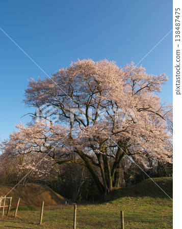 一棵櫻花樹-八形城遺址的宇治國櫻花樹,在黃昏時分盛開(2026年3月) 一棵櫻花樹-八形城遺址的宇治國櫻花樹,在黃昏時分盛開(2026年3月) 138487475