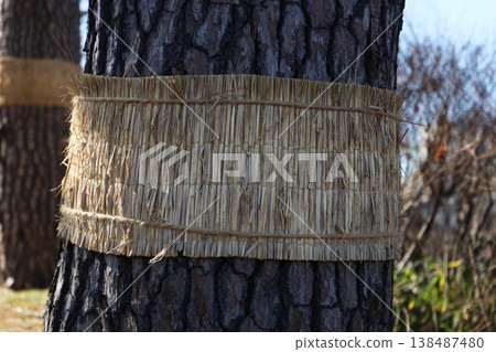 A wrapped tree trunk, a common winter practice in Korea to protect plants. A wrapped tree trunk, a common winter practice in Korea to protect plants. 138487480