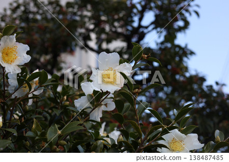 Beautiful white camellia flowers blooming in the garden 138487485