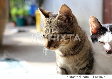 A tabby cat looking thoughtfully in bright daylight. A tabby cat looking thoughtfully in bright daylight. 138487499