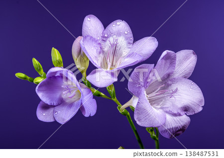 Purple Freesia Flower Branch with Water Drops on Purple Background Purple Freesia Flower Branch with Water Drops on Purple Background 138487531