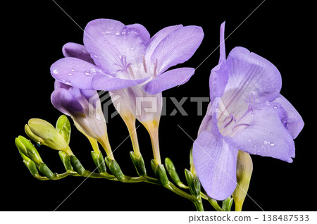 Purple Freesia Flower Branch with Water Drops on Black Background Purple Freesia Flower Branch with Water Drops on Black Background 138487533