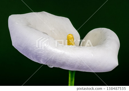 White Calla Lily Flower Macro With Yellow Spadix And Dew White Calla Lily Flower Macro With Yellow Spadix And Dew 138487535