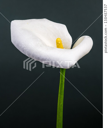 White Calla Lily Flower Macro With Yellow Spadix And Dew 138487537