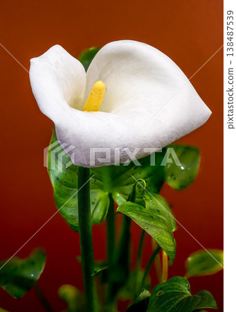 White Calla Lily Flower Macro With Yellow Spadix Dew 138487539