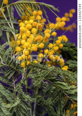 Vibrant Yellow Mimosa Acacia Dealbata Flowers On Purple Background Vibrant Yellow Mimosa Acacia Dealbata Flowers On Purple Background 138487544