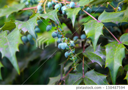 Japanese Mahonia (Berberis japonica) with fruits 138487594