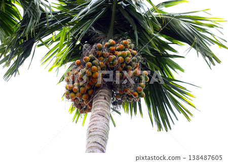 Betel nuts growing on a palm. Betel nuts growing on a palm. 138487605