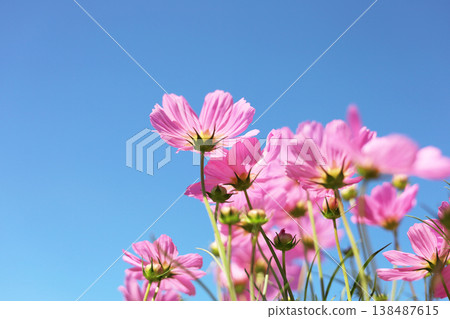 Pink cosmos flowers under a clear blue sky. Pink cosmos flowers under a clear blue sky. 138487615