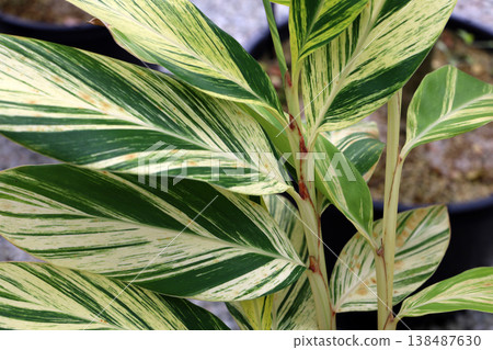 Variegated tropical plant leaves with green and cream patterns, Alpinia zerumbet Variegata Variegated tropical plant leaves with green and cream patterns, Alpinia zerumbet Variegata 138487630