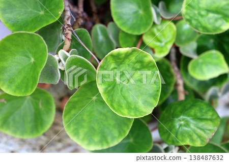 Close-up of circular green leaves with a peltate stem attachment. Close-up of circular green leaves with a peltate stem attachment. 138487632