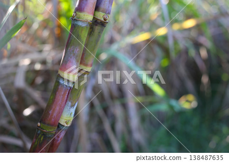 Sugarcane stalks growing in the field. 138487635